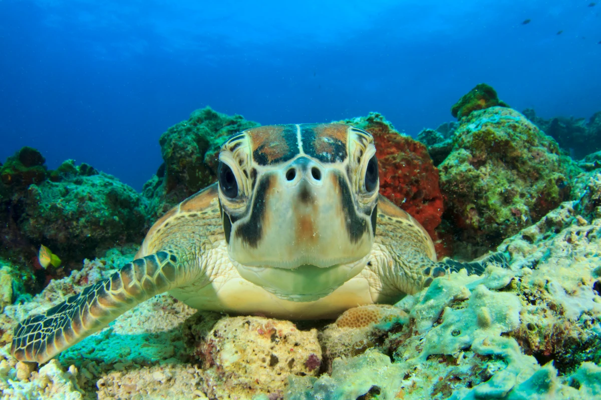Schildkröte guckt in die Kamera