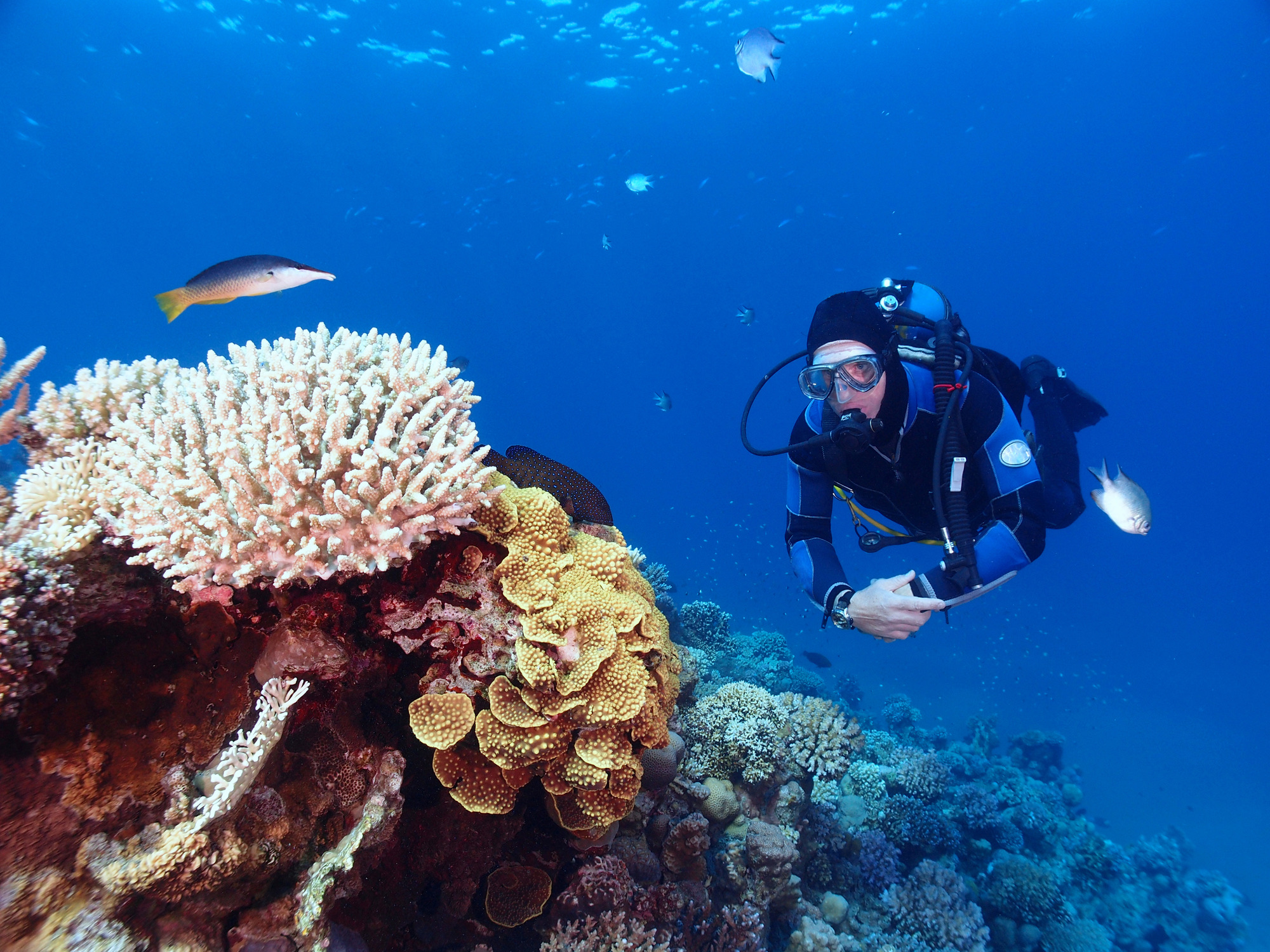 Open Water Diver