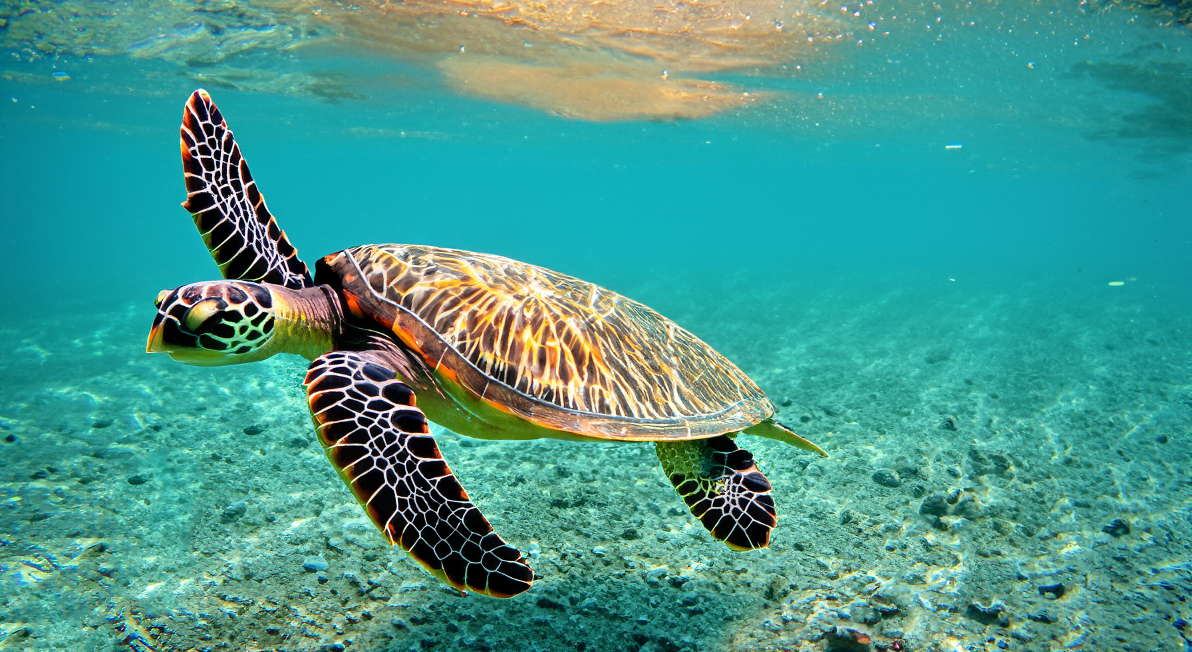 Wasserschildkröte im türkisblauen Wasser