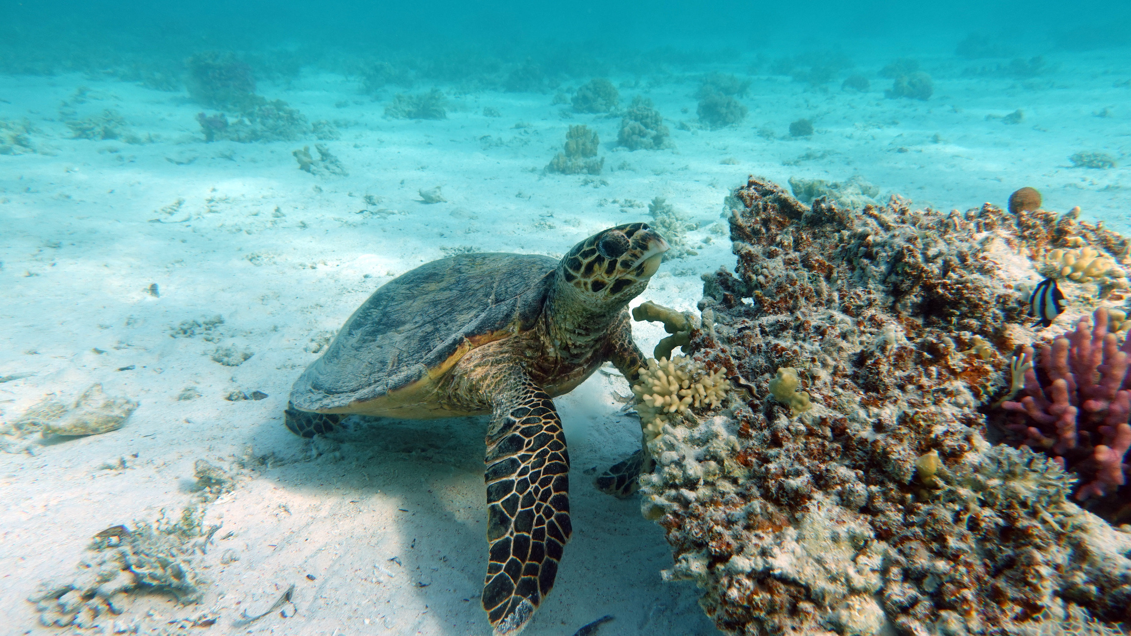 Wasserschildkröte am Korallenriff