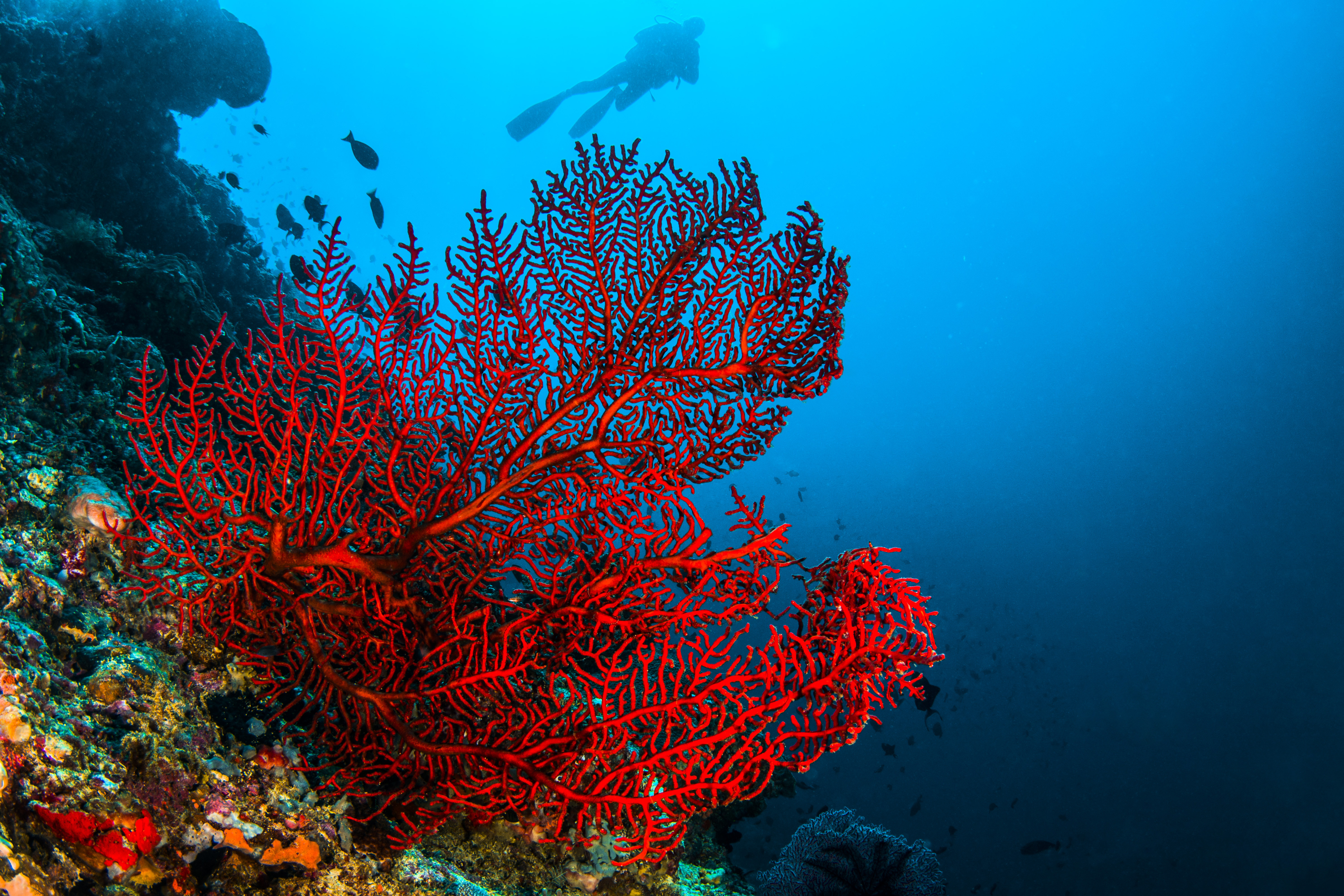 Roter Korallenfächer mit Taucher
