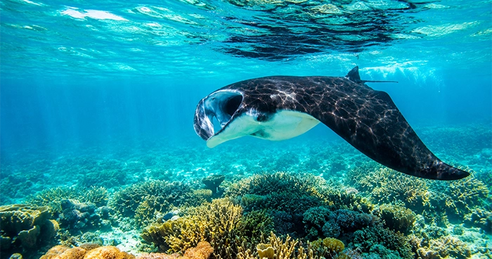 Manta-Rochen, der in einem Korallenriff schwimmt