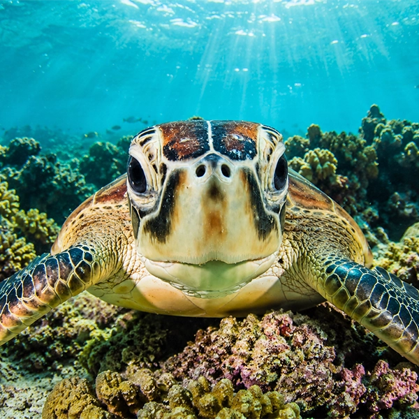 Schildkröte in einem Korallenriff, die in die Kamera schaut